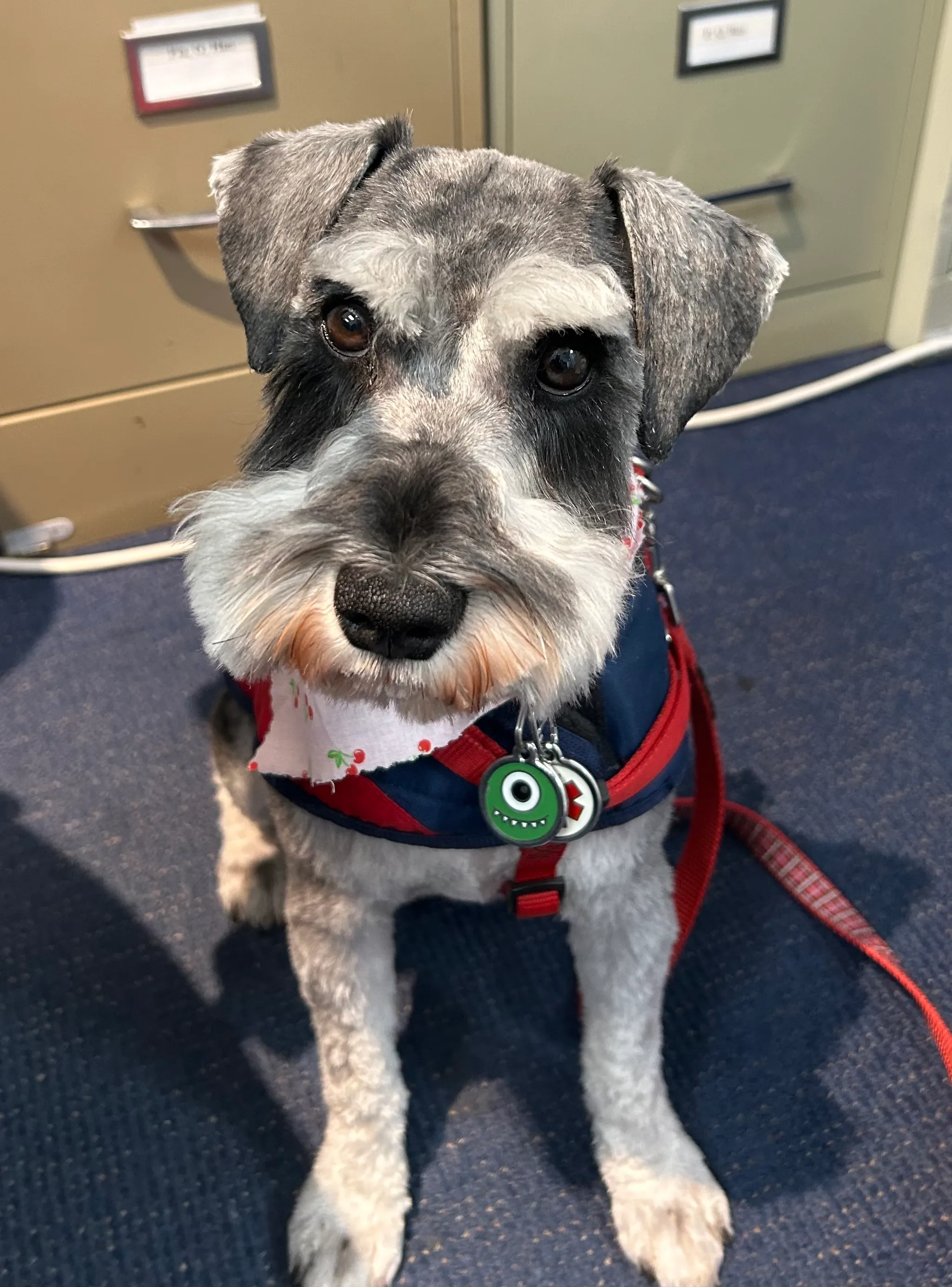 Bing the Miniature Schnauzer at Capital Eyes Optical